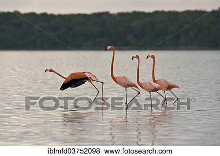 "American flamingos (Phoenicopterus ruber), Celestun Biosphere Reserve, Celestun, Yucatan, Mexico, North America" View Large Photo Image Stock Photo - "American flamingos (Phoenicopterus ruber), Celestun Biosphere Reserve, Celestun, Yucatan, Mexico, North America". Fotosearch