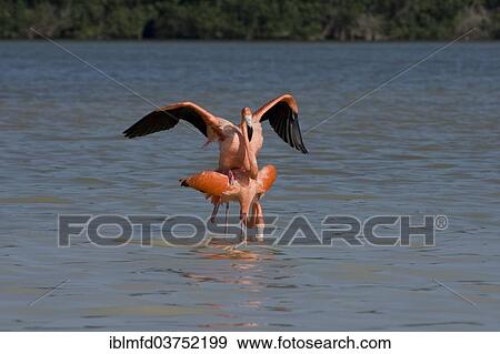 Stock Photo - "American flamingos (Phoenicopterus ruber), Celestun Biosphere Reserve, Celestun, Yucatan, Mexico, North America". Fotosearch