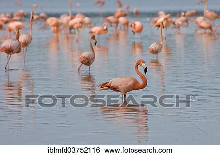 "American flamingos (Phoenicopterus ruber), Celestun Biosphere Reserve, Celestun, Yucatan, Mexico, North America" View Large Photo Image Stock Photograph - "American flamingos (Phoenicopterus ruber), Celestun Biosphere Reserve, Celestun, Yucatan, Mexico, North America". Fotosearch