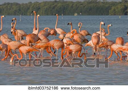 "American flamingos (Phoenicopterus ruber), Celestun Biosphere Reserve, Celestun, Yucatan, Mexico, North America" View Large Photo Image Stock Photograph - "American flamingos (Phoenicopterus ruber), Celestun Biosphere Reserve, Celestun, Yucatan, Mexico, North America". Fotosearch