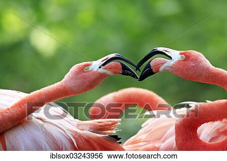 Stock Photograph - "American Flamingos (Phoenicopterus ruber), pair, portrait, captive, Heidelberg, Baden-Wurttemberg, Germany, Europe". Fotosearch