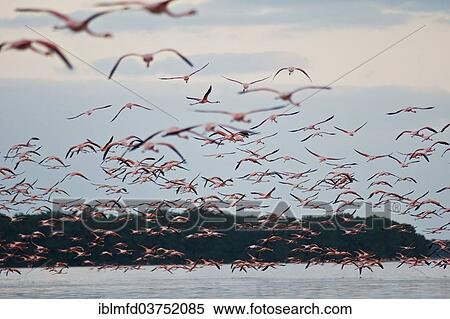 "American Flamingos (Phoenicopterus ruber), Celestun Biosphere Reserve, Celestun, Yucatan, Mexico, North America" View Large Photo Image Stock Photography - "American Flamingos (Phoenicopterus ruber), Celestun Biosphere Reserve, Celestun, Yucatan, Mexico, North America". Fotosearch