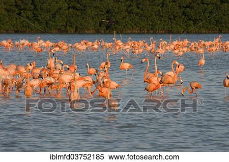 "American flamingos (Phoenicopterus ruber), Celestun Biosphere Reserve, Celestun, Yucatan, Mexico, North America" View Large Photo Image Stock Photography - "American flamingos (Phoenicopterus ruber), Celestun Biosphere Reserve, Celestun, Yucatan, Mexico, North America". Fotosearch