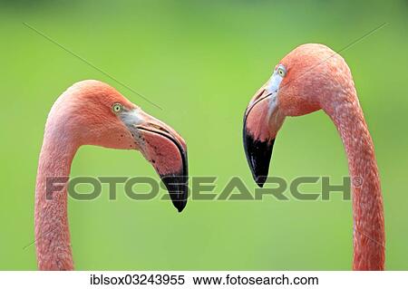 "American Flamingos (Phoenicopterus ruber), pair, portrait, captive, Heidelberg, Baden-Wurttemberg, Germany, Europe" View Large Photo Image Stock Photography - "American Flamingos (Phoenicopterus ruber), pair, portrait, captive, Heidelberg, Baden-Wurttemberg, Germany, Europe". Fotosearch