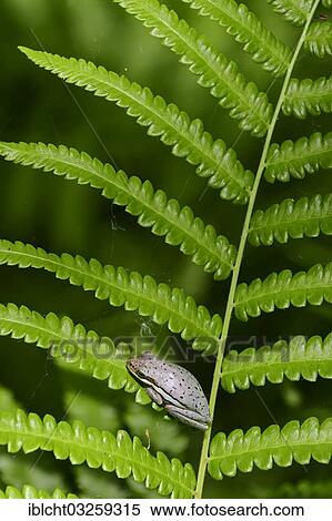 "American Green Tree Frog (Hyla cinerea) sitting on fern frond, Corkscrew Swamp Sanctuary, Florida, United States, North America" View Large Photo Image Stock Photography - "American Green Tree Frog (Hyla cinerea) sitting on fern frond, Corkscrew Swamp Sanctuary, Florida, United States, North America". Fotosearch