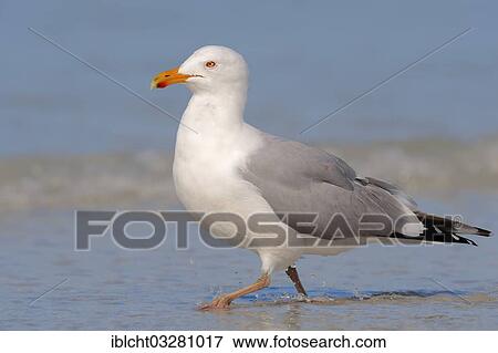 Stock Photo - "American Herring Gull or Smithsonian Gull (Larus smithsonianus), Florida, United States, North America". Fotosearch