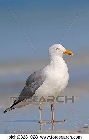 "American Herring Gull or Smithsonian Gull (Larus smithsonianus) on the beach, Florida, United States, North America" View Large Photo Image Stock Photo - "American Herring Gull or Smithsonian Gull (Larus smithsonianus) on the beach, Florida, United States, North America". Fotosearch