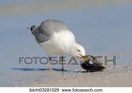 "American Herring Gull or Smithsonian Gull (Larus smithsonianus) eating a mussel on the beach, Florida, United States, North America" View Large Photo Image Stock Photo - "American Herring Gull or Smithsonian Gull (Larus smithsonianus) eating a mussel on the beach, Florida, United States, North America". Fotosearch