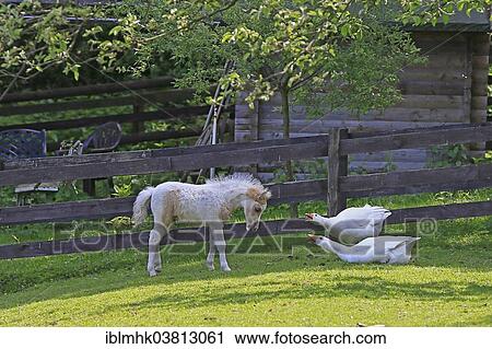 "American Miniature Horse Foal at odds with geese, Germany, Europe" View Large Photo Image Stock Image - "American Miniature Horse Foal at odds with geese, Germany, Europe". Fotosearch