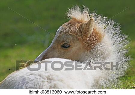 "American Miniature Horse, foal, Germany, Europe" View Large Photo Image Stock Image - "American Miniature Horse, foal, Germany, Europe". Fotosearch