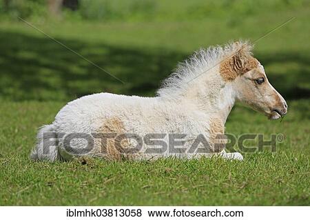 Stock Photo - "American Miniature Horse, foal, Germany, Europe". Fotosearch