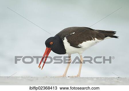"American Oystercatcher (Haematopus palliatus), adult, feeding on beach, Florida, USA" View Large Photo Image Stock Image - "American Oystercatcher (Haematopus palliatus), adult, feeding on beach, Florida, USA". Fotosearch