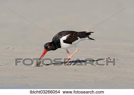 "American Oystercatcher or American Pied Oystercatcher (Haematopus palliatus) eating a shellfish, Sanibel Island, Florida, United States, North America" View Large Photo Image Picture - "American Oystercatcher or American Pied Oystercatcher (Haematopus palliatus) eating a shellfish, Sanibel Island, Florida, United States, North America". Fotosearch