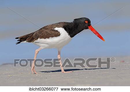 "American Oystercatcher or American Pied Oystercatcher (Haematopus palliatus), Sanibel Island, Florida, United States, North America" View Large Photo Image Stock Photo - "American Oystercatcher or American Pied Oystercatcher (Haematopus palliatus), Sanibel Island, Florida, United States, North America". Fotosearch