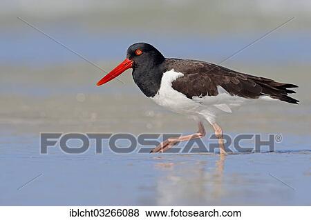 "American Oystercatcher or American Pied Oystercatcher (Haematopus palliatus), Sanibel Island, Florida, United States, North America" View Large Photo Image Stock Photo - "American Oystercatcher or American Pied Oystercatcher (Haematopus palliatus), Sanibel Island, Florida, United States, North America". Fotosearch