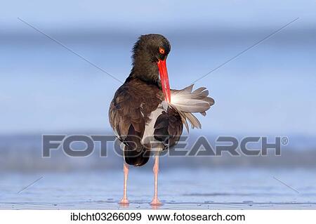 "American Oystercatcher or American Pied Oystercatcher (Haematopus palliatus), preening, Sanibel Island, Florida, United States, North America" View Large Photo Image Stock Photo - "American Oystercatcher or American Pied Oystercatcher (Haematopus palliatus), preening, Sanibel Island, Florida, United States, North America". Fotosearch