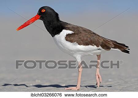 Stock Photograph - "American Oystercatcher or American Pied Oystercatcher (Haematopus palliatus), Sanibel Island, Florida, United States, North America". Fotosearch