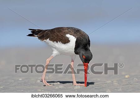 Stock Photography - "American Oystercatcher or American Pied Oystercatcher (Haematopus palliatus), foraging for food, Sanibel Island, Florida, United States, North America". Fotosearch
