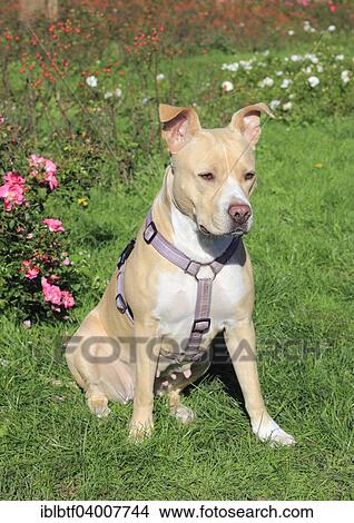 "American Pit Bull Terrier, bitch, 5 years, sitting on grass" View Large Photo Image Picture - "American Pit Bull Terrier, bitch, 5 years, sitting on grass". Fotosearch
