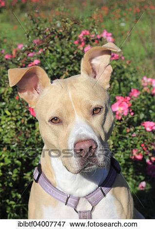 "American Pit Bull Terrier, bitch, 5 years, in front of dogroses" View Large Photo Image Stock Photo - "American Pit Bull Terrier, bitch, 5 years, in front of dogroses". Fotosearch