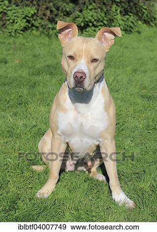 Stock Photo - "American Pit Bull Terrier, bitch, 5 years, sitting on grass". Fotosearch