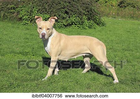 "American Pit Bull Terrier, bitch, 5 years, on a meadow" View Large Photo Image Stock Photograph - "American Pit Bull Terrier, bitch, 5 years, on a meadow". Fotosearch