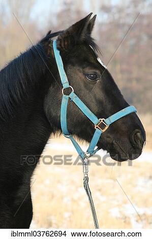 Picture - "American Quarter Horse, portrait, Germany, Europe". Fotosearch