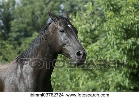 "American Quarter Horse, portrait, Germany, Europe" View Large Photo Image Picture - "American Quarter Horse, portrait, Germany, Europe". Fotosearch
