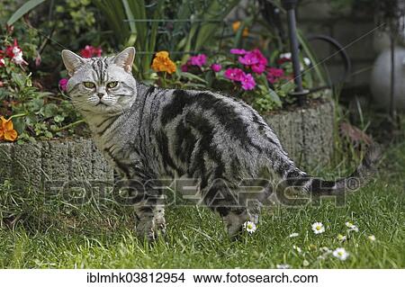 American Shorthair cat in the garden View Large Photo Image Picture - American Shorthair cat in the garden. Fotosearch