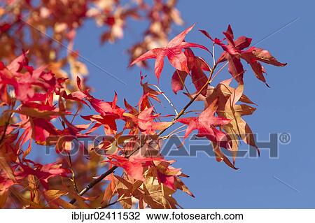 "American Sweetgum, American Storax or Star-leaved Gum (Liquidambar styraciflua) in autumn, North Rhine-Westphalia, Germany, Europe" View Large Photo Image Stock Image - "American Sweetgum, American Storax or Star-leaved Gum (Liquidambar styraciflua) in autumn, North Rhine-Westphalia, Germany, Europe". Fotosearch