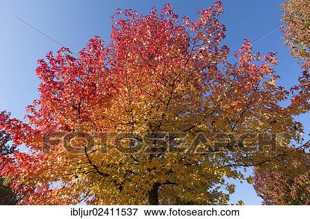"American Sweetgum, American Storax or Star-leaved Gum (Liquidambar styraciflua) in autumn, North Rhine-Westphalia, Germany, Europe" View Large Photo Image Stock Photo - "American Sweetgum, American Storax or Star-leaved Gum (Liquidambar styraciflua) in autumn, North Rhine-Westphalia, Germany, Europe". Fotosearch