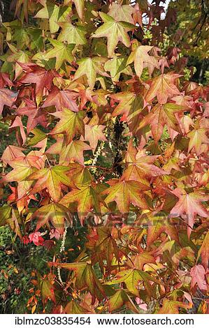 "American Sweetgum tree (Liquidambar styraciflua), autumn leaves, Mainau, Baden-Wurttemberg, Germany, Europe" View Large Photo Image Picture - "American Sweetgum tree (Liquidambar styraciflua), autumn leaves, Mainau, Baden-Wurttemberg, Germany, Europe". Fotosearch