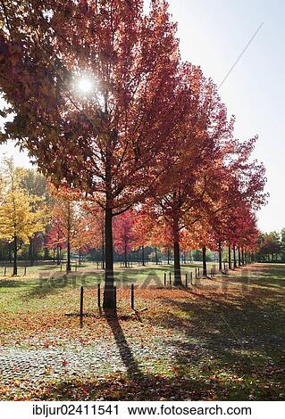 "American Sweetgums, American Storaxs or Star-leaved Gums (Liquidambar styraciflua) in autumn, North Rhine-Westphalia, Germany, Europe" View Large Photo Image Stock Image - "American Sweetgums, American Storaxs or Star-leaved Gums (Liquidambar styraciflua) in autumn, North Rhine-Westphalia, Germany, Europe". Fotosearch