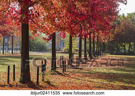 "American Sweetgums, American Storaxs or Star-leaved Gums (Liquidambar styraciflua) in autumn, North Rhine-Westphalia, Germany, Europe" View Large Photo Image Stock Photography - "American Sweetgums, American Storaxs or Star-leaved Gums (Liquidambar styraciflua) in autumn, North Rhine-Westphalia, Germany, Europe". Fotosearch