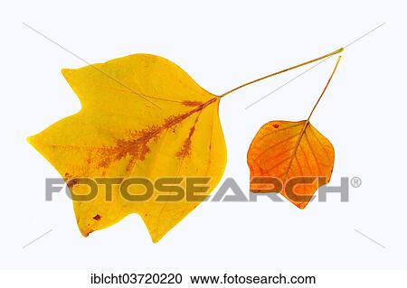"American Tulip Tree or Tulip Tree (Liriodendron tulipifera), leaves, autumnal discolouration, native to North America" View Large Photo Image Stock Image - "American Tulip Tree or Tulip Tree (Liriodendron tulipifera), leaves, autumnal discolouration, native to North America". Fotosearch
