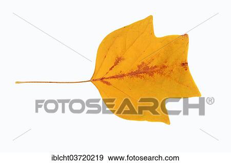 Stock Photo - "American Tulip Tree or Tulip Tree (Liriodendron tulipifera), leaf, autumnal discolouration, native to North America". Fotosearch