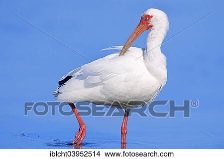 "American white ibis (Eudocimus albus), Sanibel Island, Florida, United States, North America" View Large Photo Image Picture - "American white ibis (Eudocimus albus), Sanibel Island, Florida, United States, North America". Fotosearch