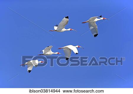 "American White Ibis (Eudocimus albus), adult, flying, Sanibel Island, Florida, USA" View Large Photo Image Picture - "American White Ibis (Eudocimus albus), adult, flying, Sanibel Island, Florida, USA". Fotosearch