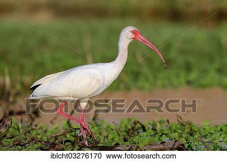 "American White Ibis (Eudocimus albus), Florida, United States, North America" View Large Photo Image Stock Image - "American White Ibis (Eudocimus albus), Florida, United States, North America". Fotosearch