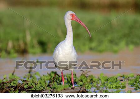 "American White Ibis (Eudocimus albus), Florida, United States, North America" View Large Photo Image Stock Image - "American White Ibis (Eudocimus albus), Florida, United States, North America". Fotosearch
