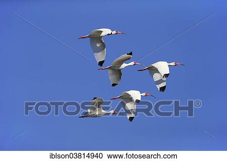 "American White Ibis (Eudocimus albus), adult, flying, Sanibel Island, Florida, USA" View Large Photo Image Stock Image - "American White Ibis (Eudocimus albus), adult, flying, Sanibel Island, Florida, USA". Fotosearch