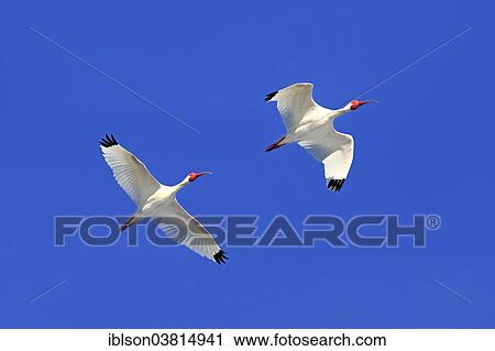 "American White Ibis (Eudocimus albus), adult, flying, Sanibel Island, Florida, USA" View Large Photo Image Stock Image - "American White Ibis (Eudocimus albus), adult, flying, Sanibel Island, Florida, USA". Fotosearch
