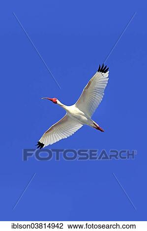 "American White Ibis (Eudocimus albus), adult, flying, Sanibel Island, Florida, USA" View Large Photo Image Stock Image - "American White Ibis (Eudocimus albus), adult, flying, Sanibel Island, Florida, USA". Fotosearch