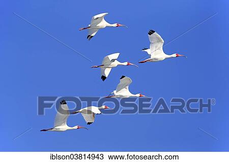 "American White Ibis (Eudocimus albus), adult, flying, Sanibel Island, Florida, USA" View Large Photo Image Stock Image - "American White Ibis (Eudocimus albus), adult, flying, Sanibel Island, Florida, USA". Fotosearch