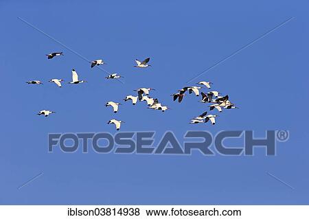 "American White Ibis (Eudocimus albus), adult, flying, Sanibel Island, Florida, USA" View Large Photo Image Stock Photo - "American White Ibis (Eudocimus albus), adult, flying, Sanibel Island, Florida, USA". Fotosearch