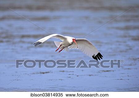 "American White Ibis (Eudocimus albus), adult, flying, Sanibel Island, Florida, USA" View Large Photo Image Stock Photography - "American White Ibis (Eudocimus albus), adult, flying, Sanibel Island, Florida, USA". Fotosearch