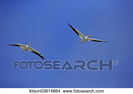 "American White Pelican (Pelecanus erythrorhynchos), flying, Sanibel Island, Florida, USA" View Large Photo Image Picture - "American White Pelican (Pelecanus erythrorhynchos), flying, Sanibel Island, Florida, USA". Fotosearch