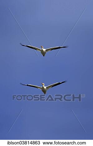 Stock Image - "American White Pelican (Pelecanus erythrorhynchos), flying, Sanibel Island, Florida, USA". Fotosearch