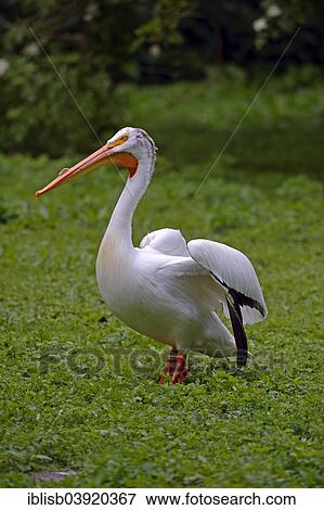 "American White Pelican (Pelecanus erythrorhynchos), captive, native to North America, Berlin, Germany, Europe" View Large Photo Image Stock Photo - "American White Pelican (Pelecanus erythrorhynchos), captive, native to North America, Berlin, Germany, Europe". Fotosearch