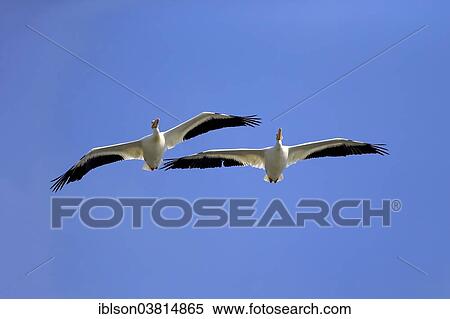 "American White Pelican (Pelecanus erythrorhynchos), flying, Sanibel Island, Florida, USA" View Large Photo Image Stock Photography - "American White Pelican (Pelecanus erythrorhynchos), flying, Sanibel Island, Florida, USA". Fotosearch